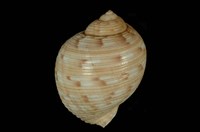 藏品(中華鶉螺)的圖片